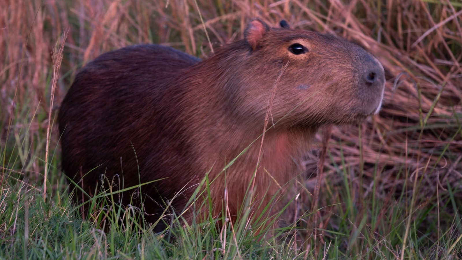 Capybara photo illustrating: Can You Own a Capybara in Kansas? [2026 Laws]