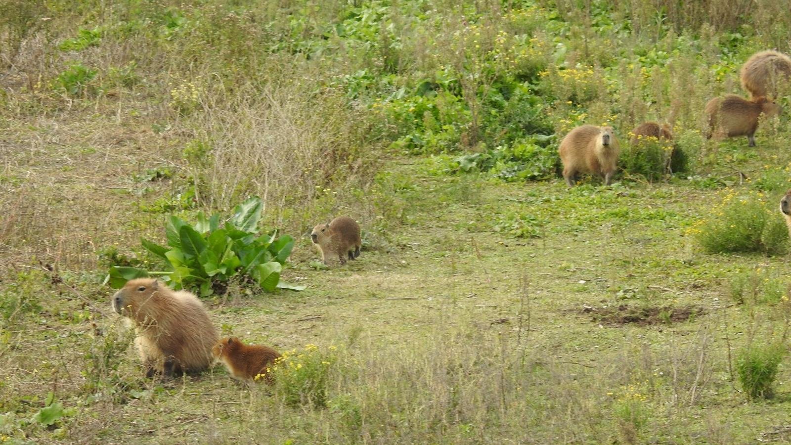 Capybara photo illustrating: Can You Own a Capybara in Kentucky? [2026 Laws]