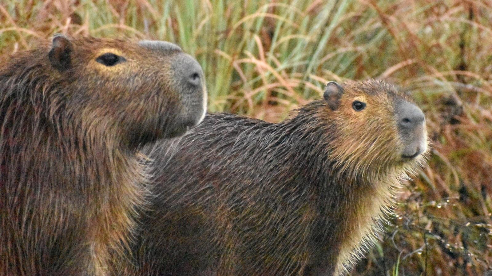 Capybara photo illustrating: Can You Own a Capybara in Louisiana? [2026 Laws]