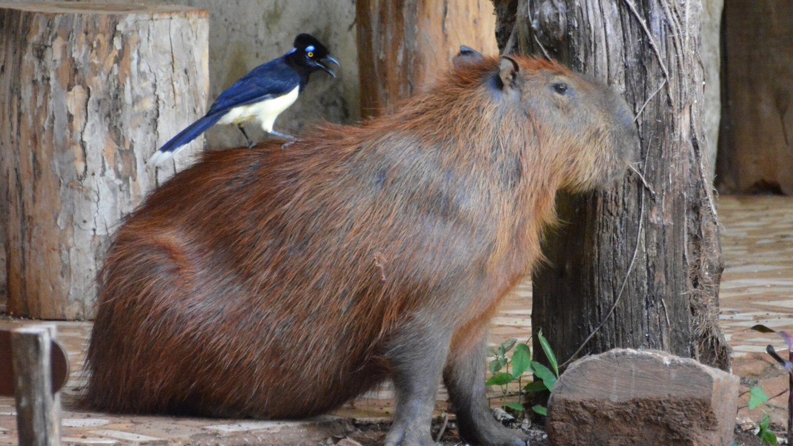 Capybara photo illustrating: Can You Own a Capybara in Maine? [2026 Laws]