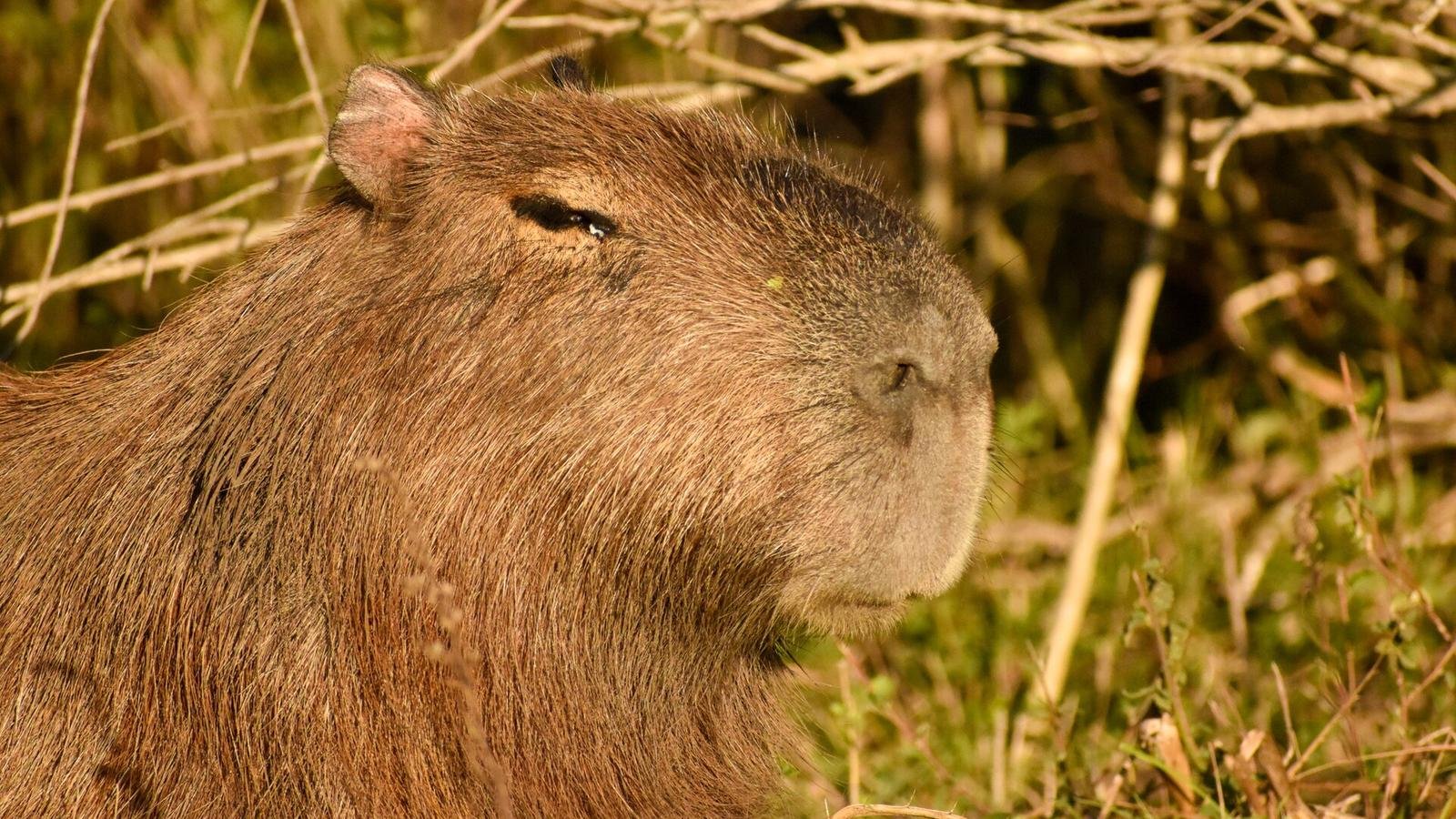 Capybara photo illustrating: Can You Own a Capybara in Maryland? [2026 Laws]