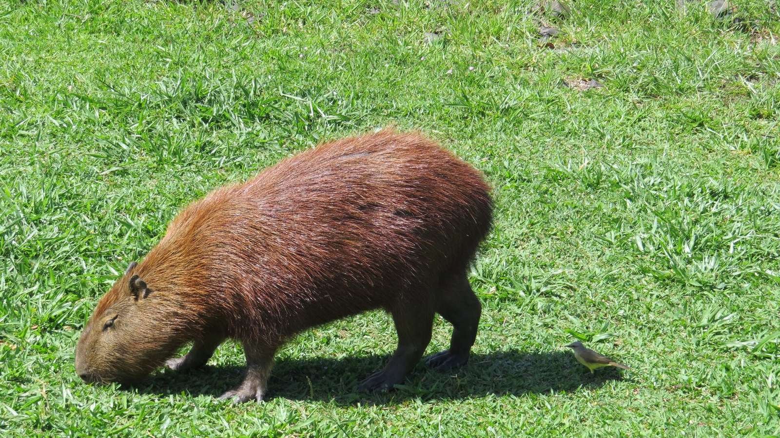 Capybara photo illustrating: Can You Own a Capybara in Massachusetts? [2026 Laws]
