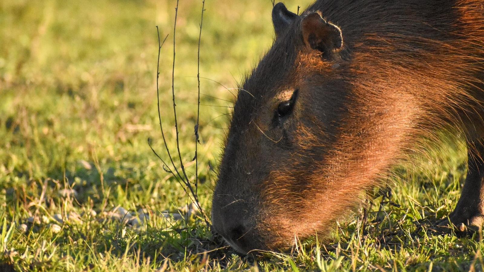 Capybara photo illustrating: Can You Own a Capybara in Minnesota? [2026 Laws]