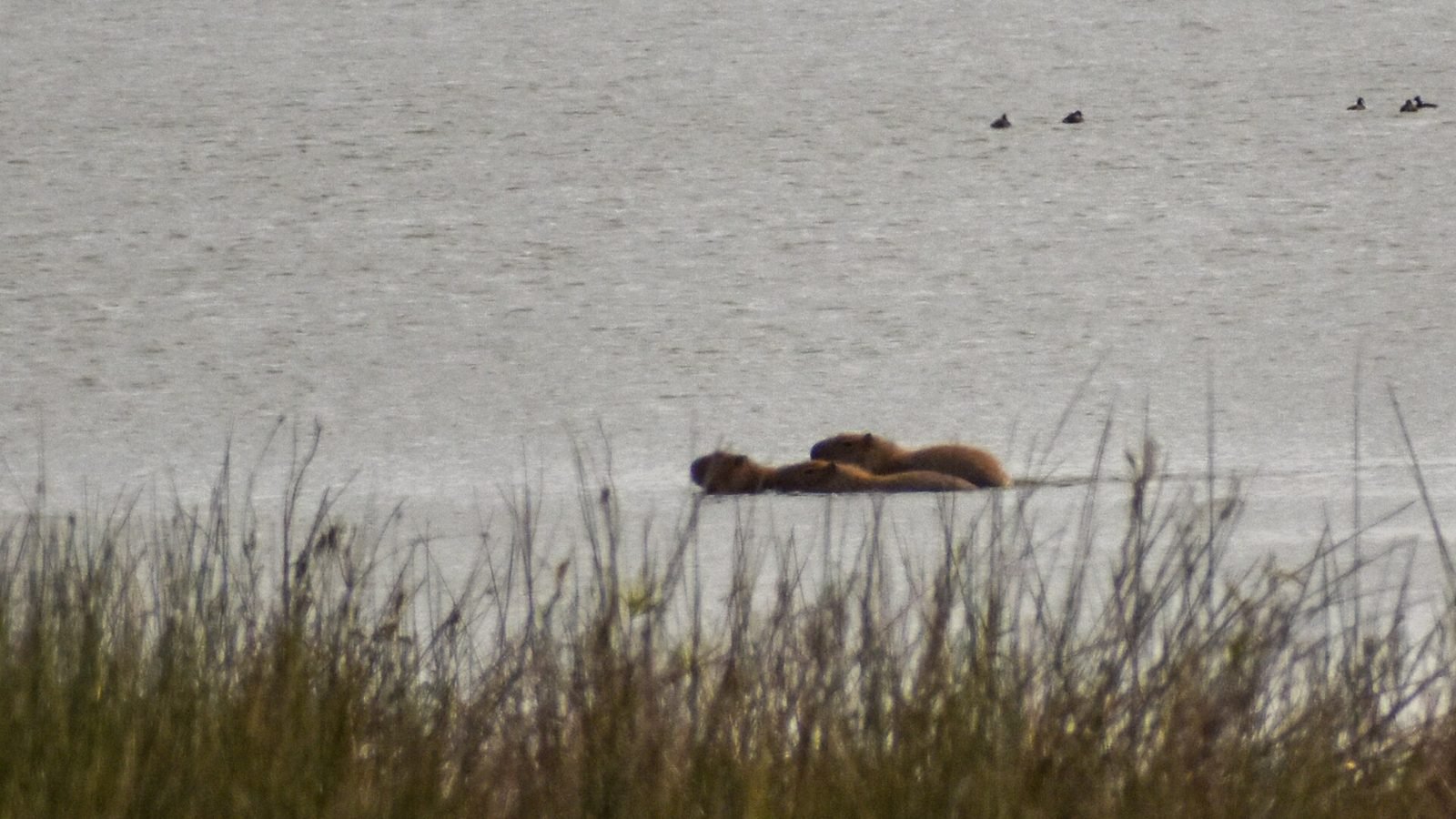 Capybara photo illustrating: Can You Own a Capybara in Mississippi? [2026 Laws]