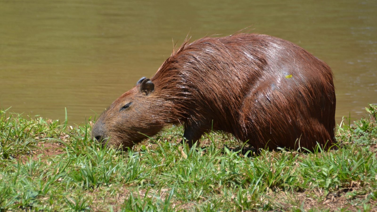 Capybara photo illustrating: Can You Own a Capybara in Missouri? [2026 Laws]