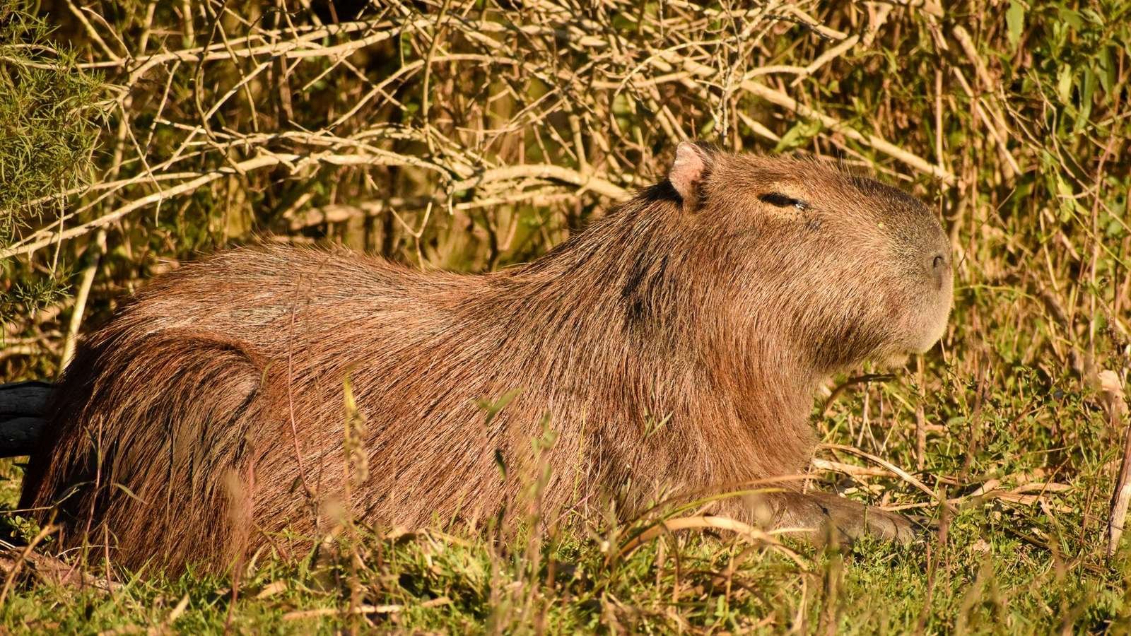 Capybara photo illustrating: Can You Own a Capybara in Montana? [2026 Laws]