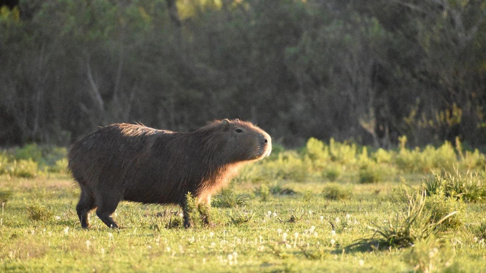 Capybara photo illustrating: Can You Own a Capybara in Nebraska? [2026 Laws]