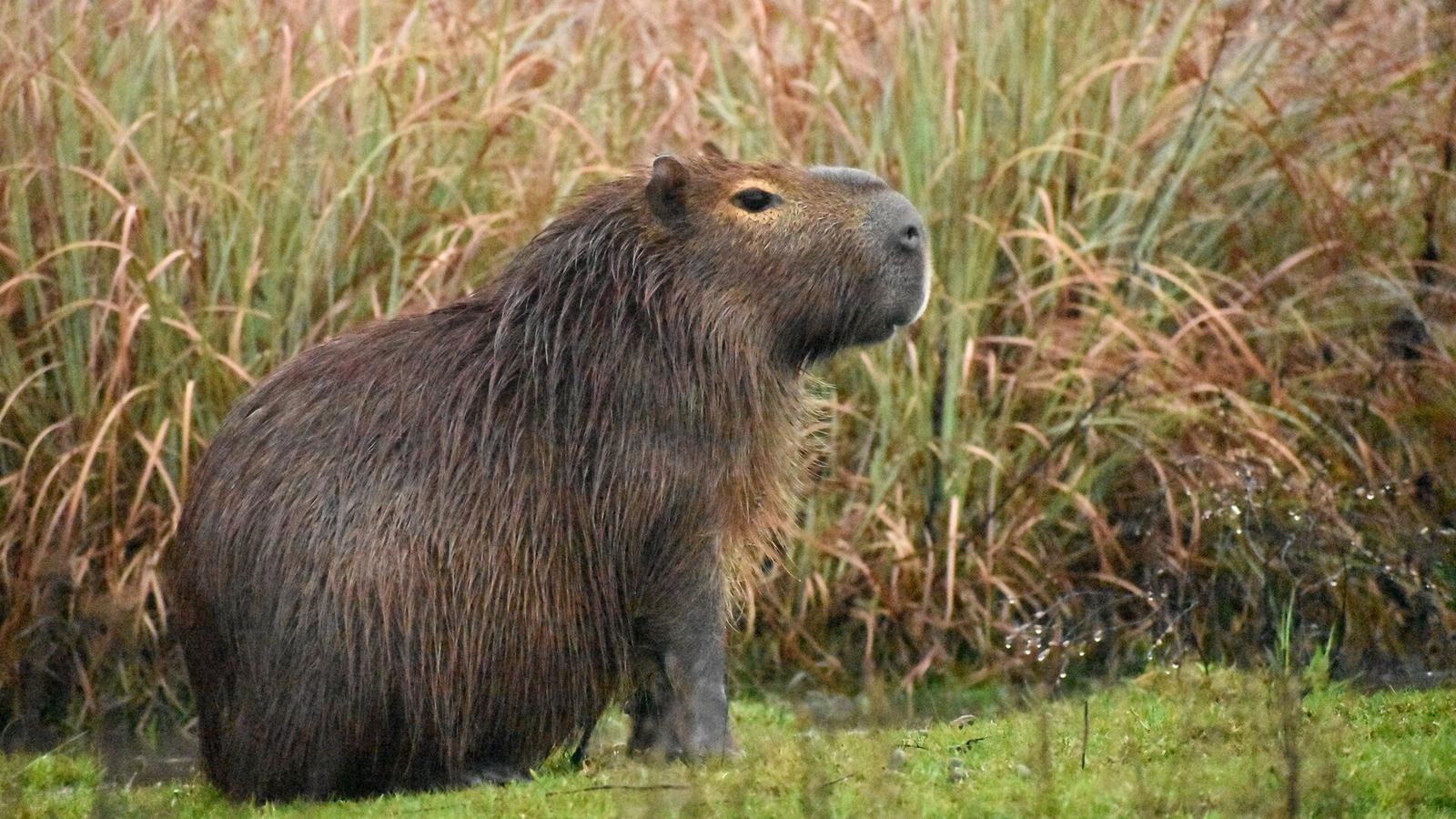 Capybara photo illustrating: Can You Own a Capybara in New Hampshire? [2026 Laws]