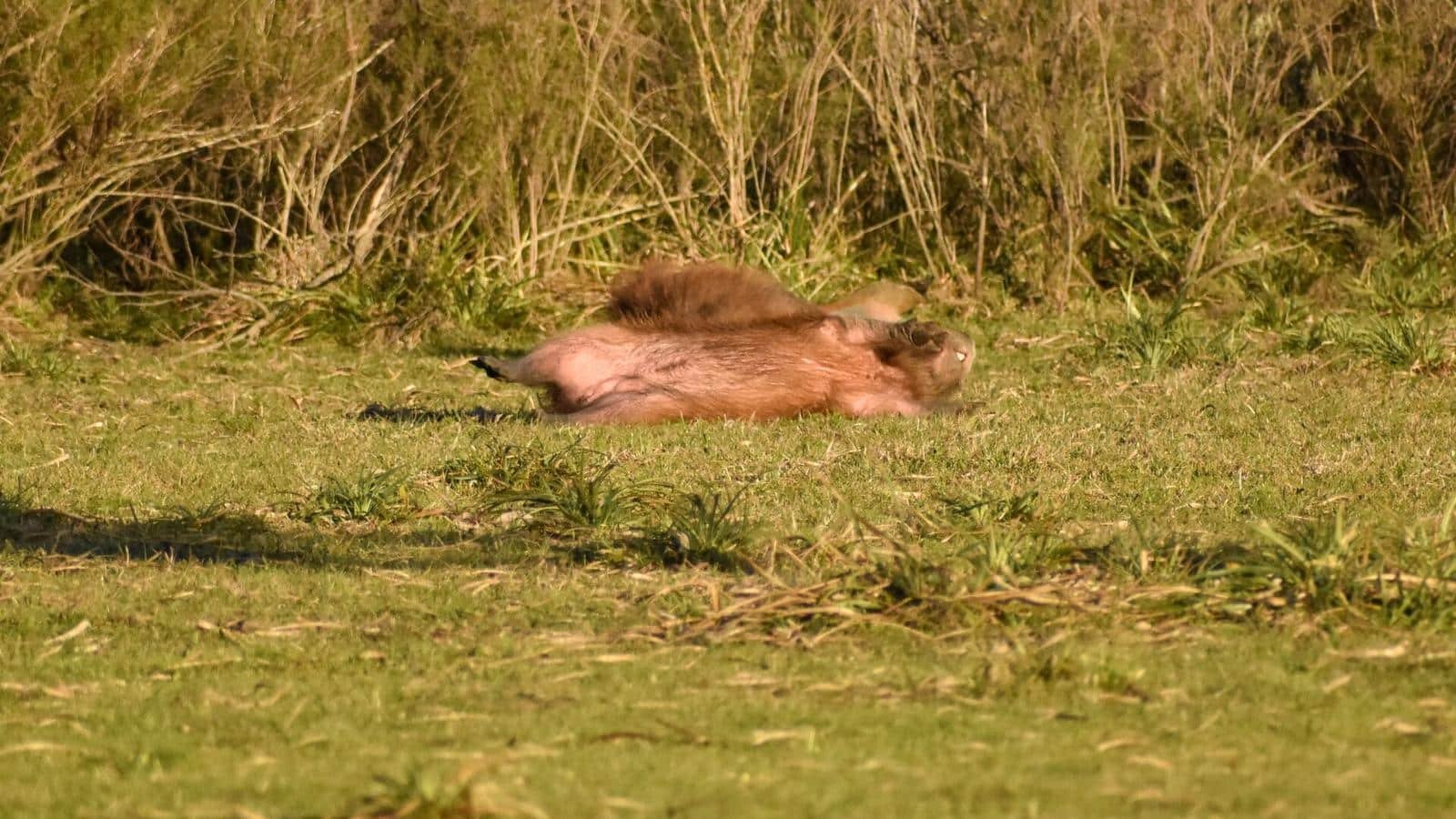 Capybara photo illustrating: Can You Own a Capybara in New Jersey? [2026 Laws]