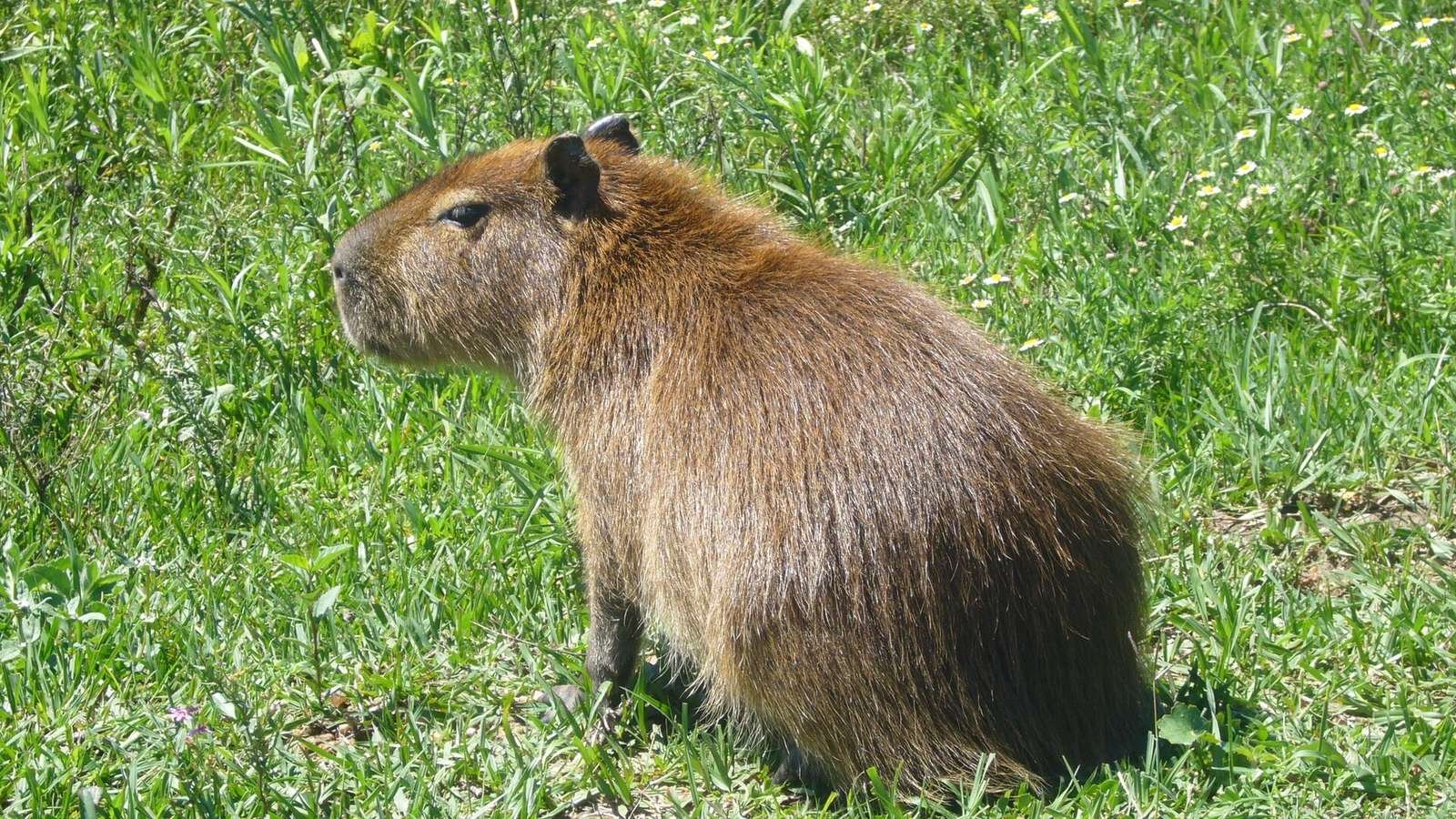 Capybara photo illustrating: Can You Own a Capybara in New Mexico? [2026 Laws]