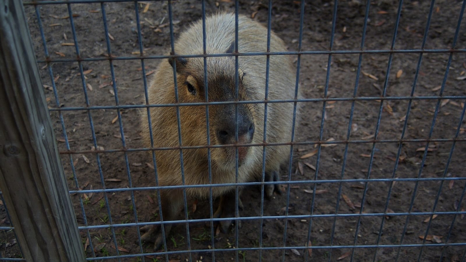 Capybara photo illustrating: Can You Own a Capybara in New York? [2026 Laws]