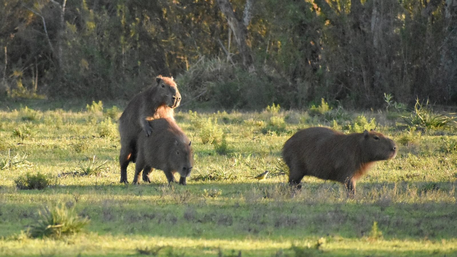 Capybara photo illustrating: Can You Own a Capybara in North Carolina? [2026 Laws]