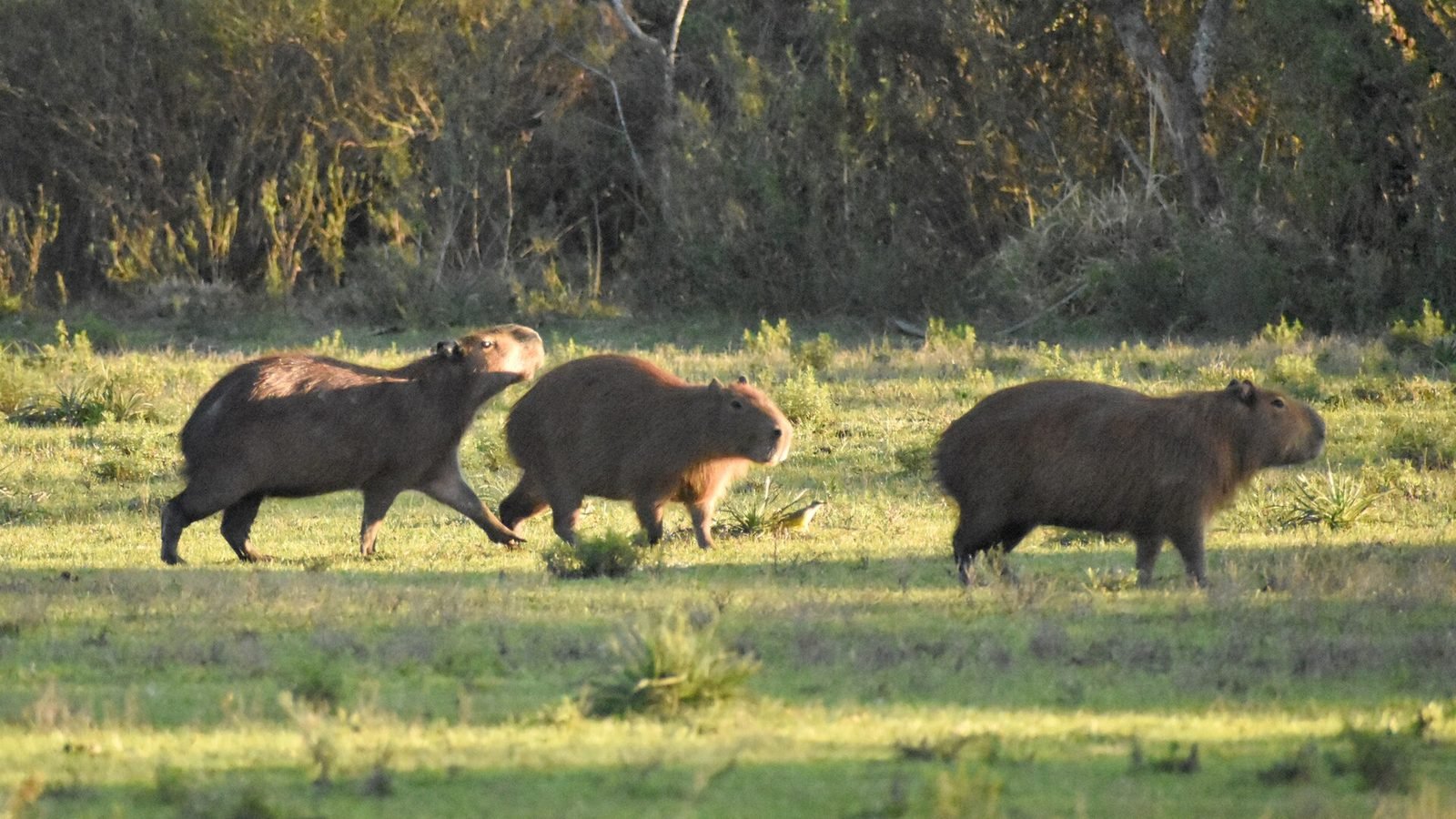 Capybara photo illustrating: Can You Own a Capybara in North Dakota? [2026 Laws]
