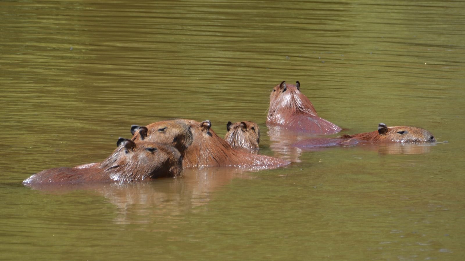 Capybara photo illustrating: Can You Own a Capybara in Ohio? [2026 Laws]