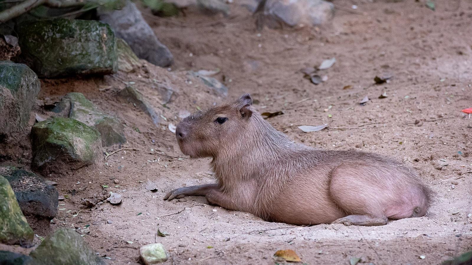 Capybara photo illustrating: Can You Own a Capybara in Oklahoma? [2026 Laws]