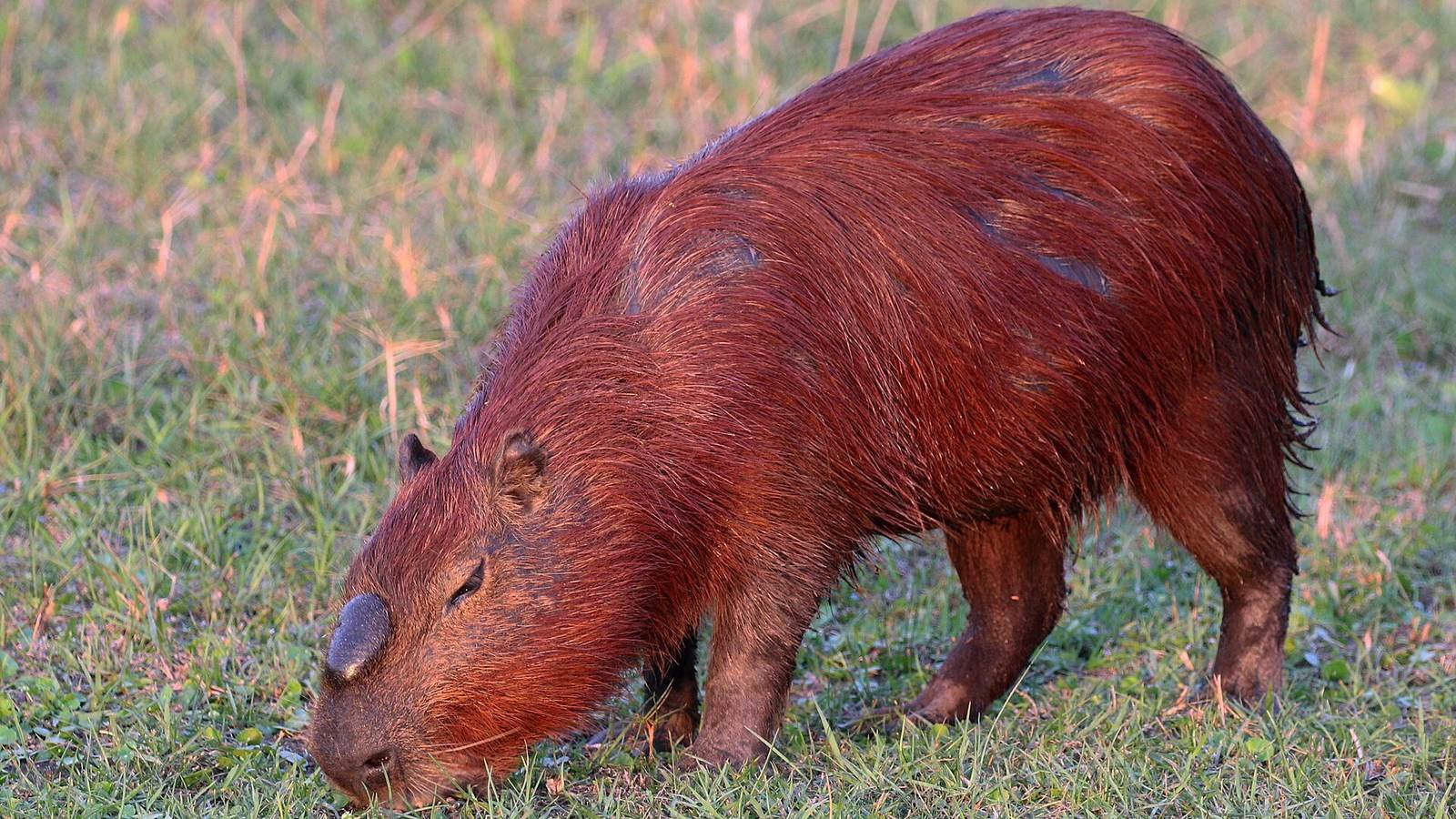 Capybara photo illustrating: Can You Own a Capybara in Oregon? [2026 Laws]