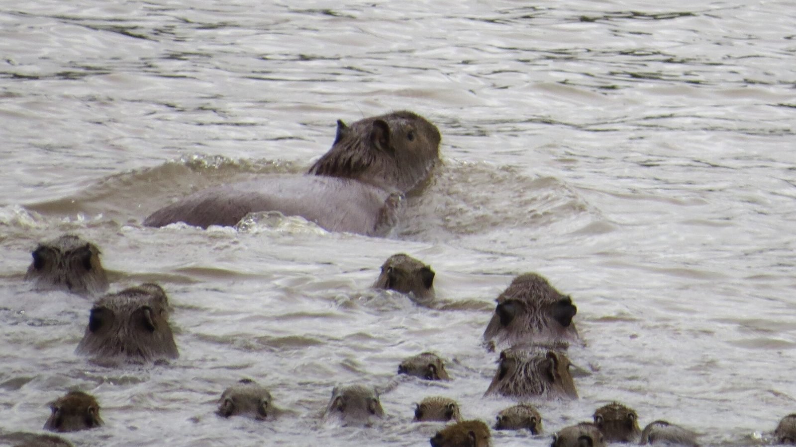 Capybara photo illustrating: Can You Own a Capybara in Pennsylvania? [2026 Laws]