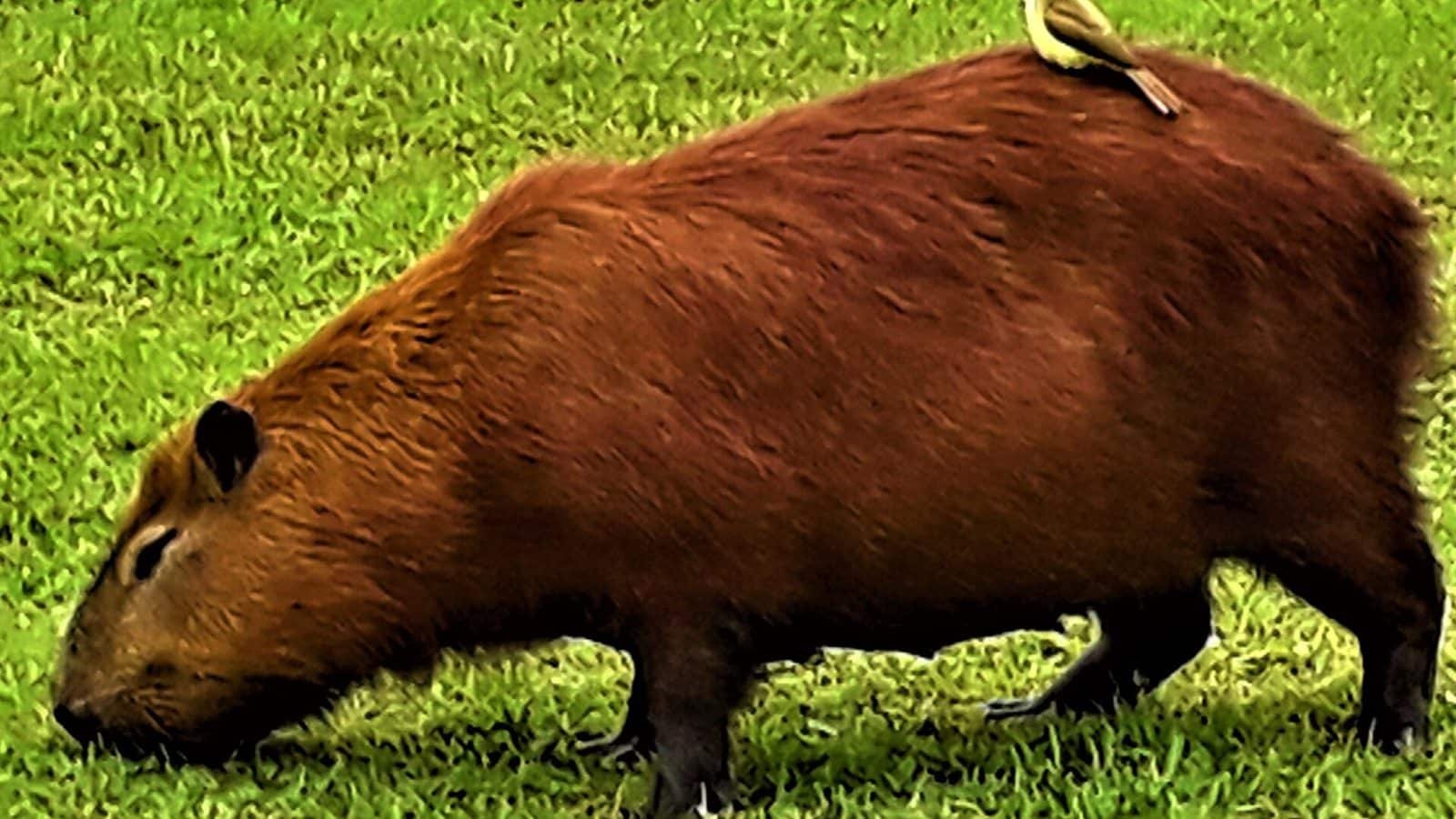 Capybara photo illustrating: Can You Own a Capybara in Tennessee? [2026 Laws]