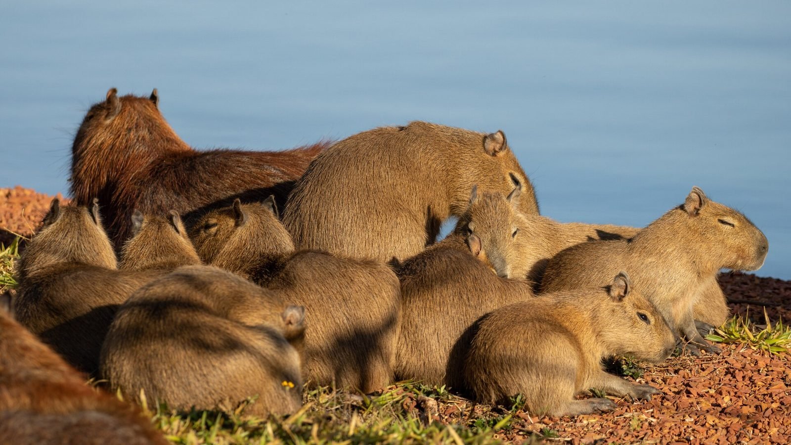 Capybara photo illustrating: Can You Own a Capybara in Texas? [2026 Laws]