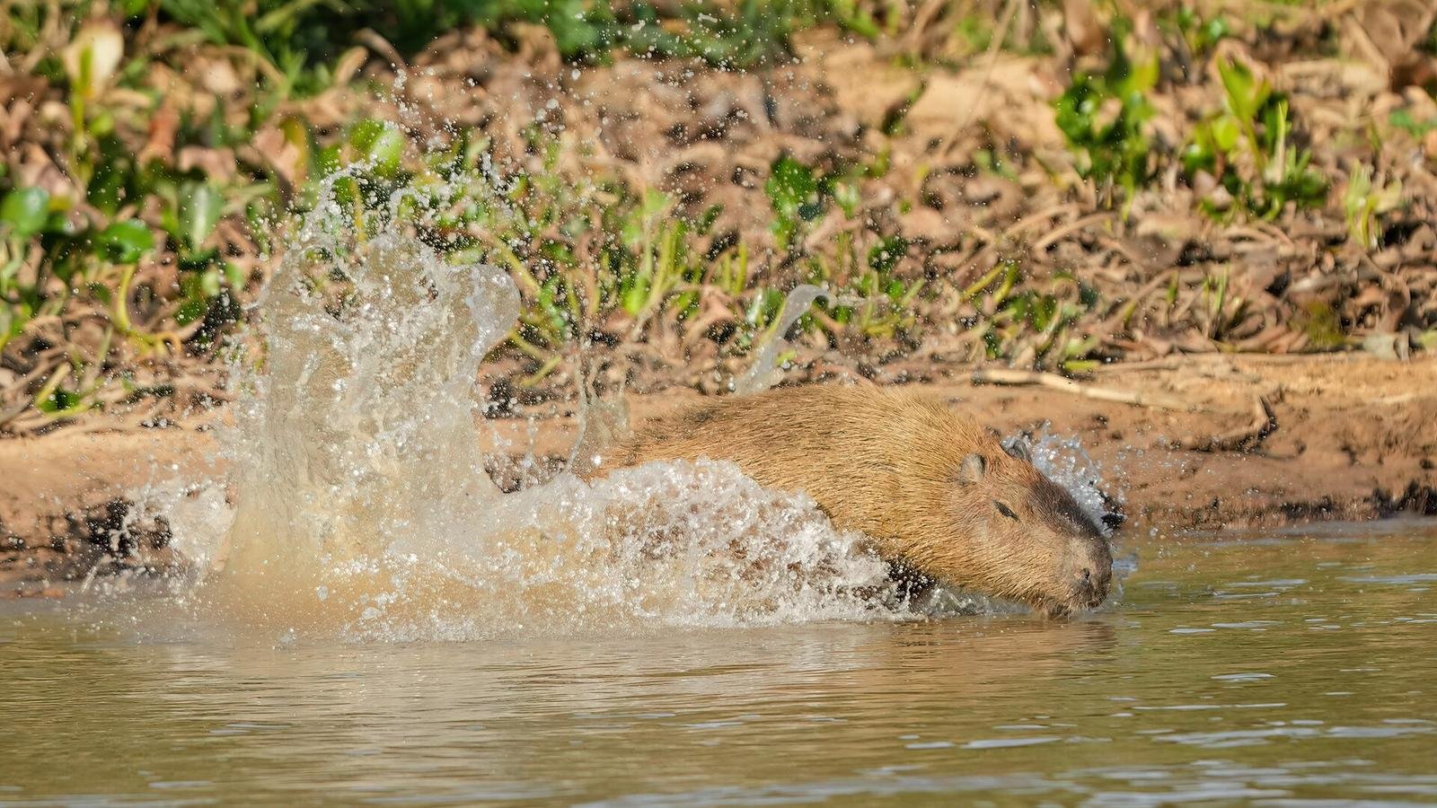 Capybara photo illustrating: Can You Own a Capybara in West Virginia? [2026 Laws]