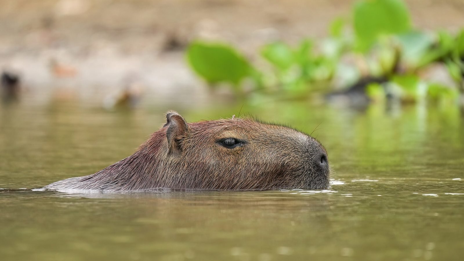 Capybara photo illustrating: Can You Own a Capybara in Wisconsin? [2026 Laws]