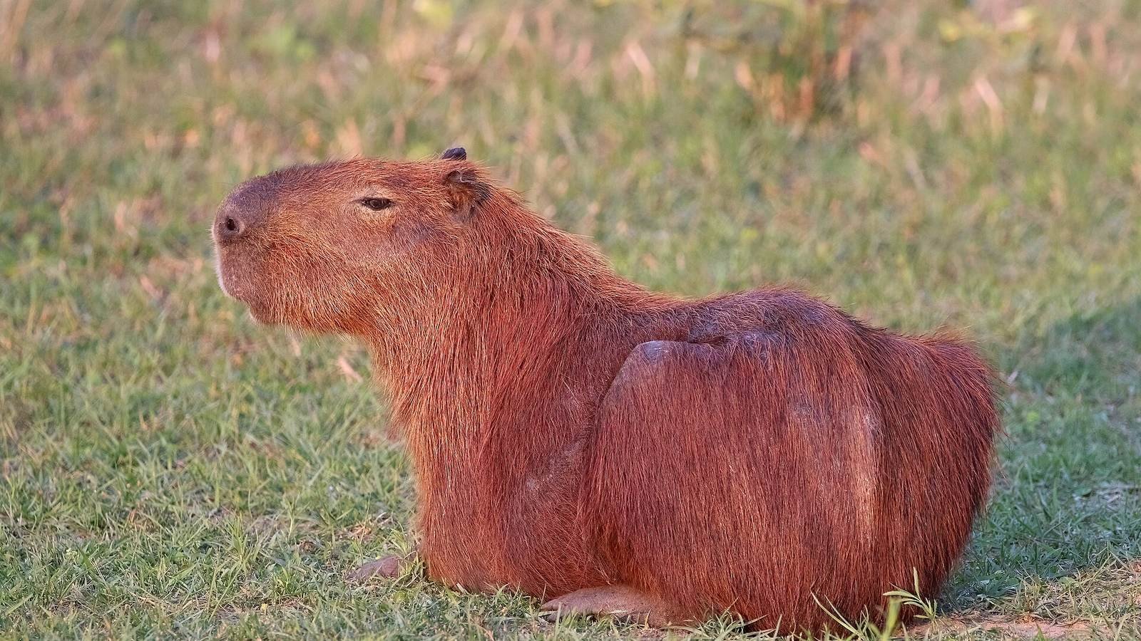 Capybara photo illustrating: Can You Own a Capybara in Wyoming? [2026 Laws]