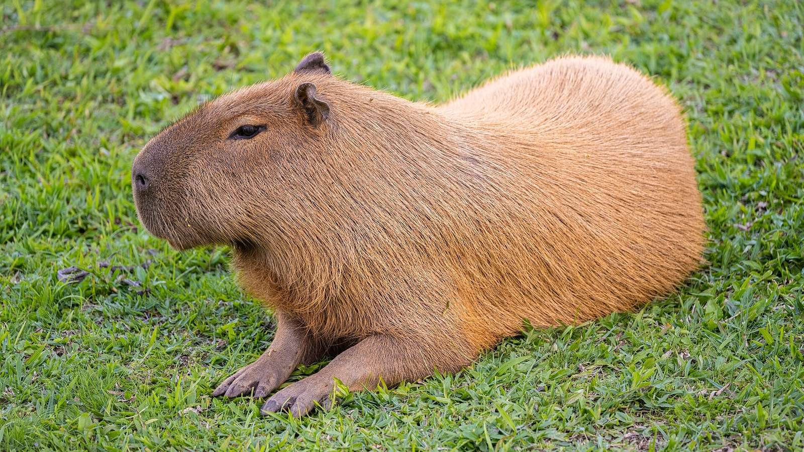 Capybara photo illustrating: Capybara FAQ: 40 Questions About the World’s Largest Rodent, Answered