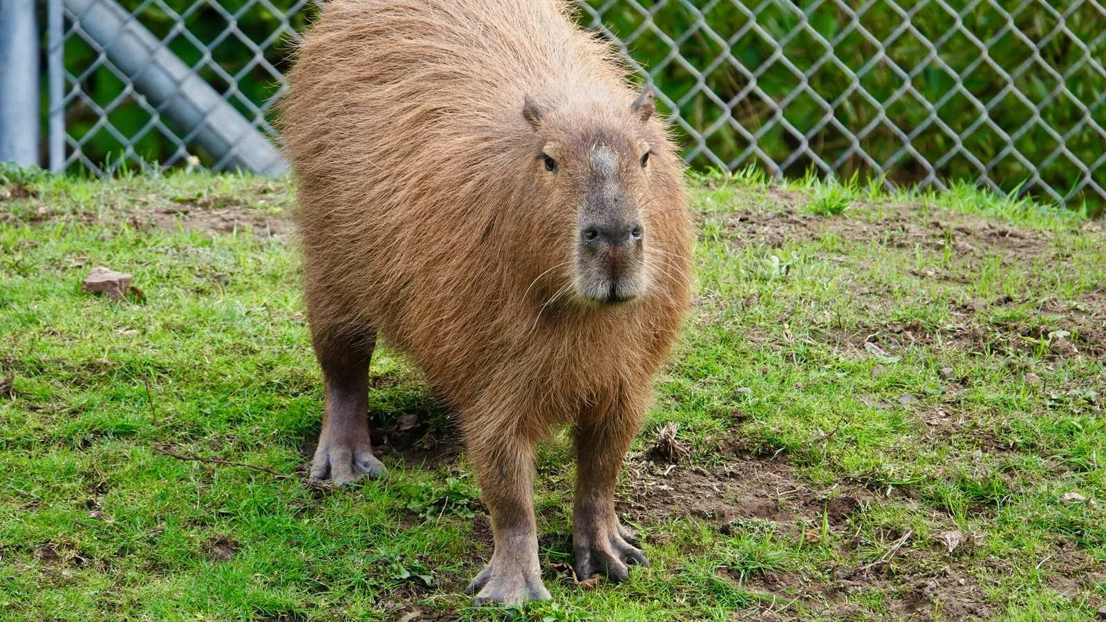 A fluffy brown capybara standing on green grass and looking toward the camera at San Francisco Zoo