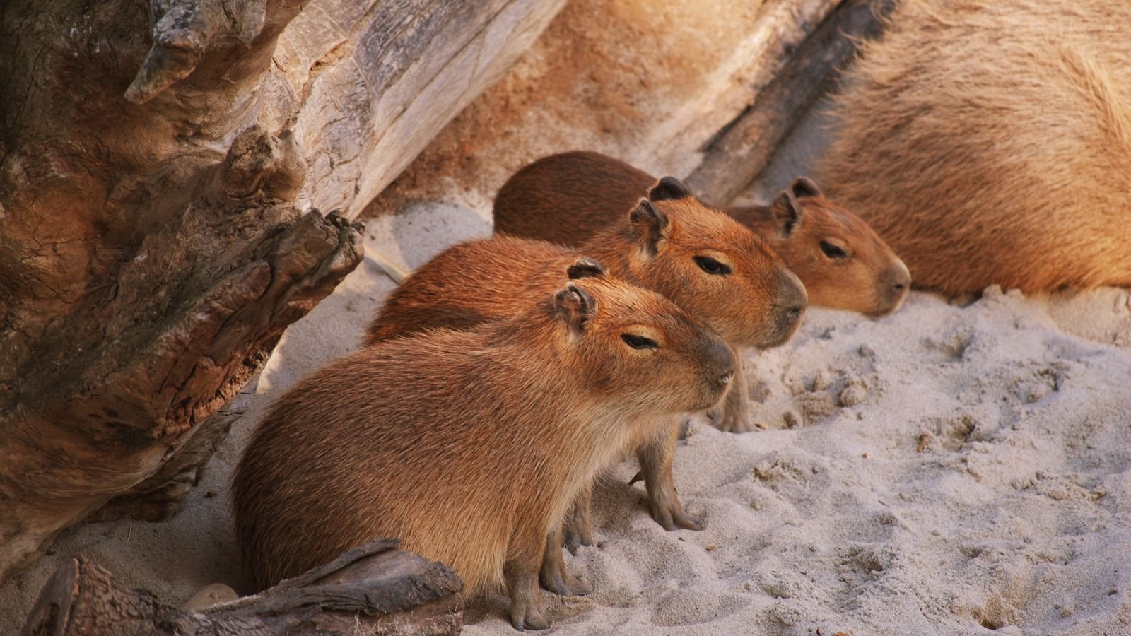 Four young capybaras with reddish-brown fur sitting in a row on sand beside a weathered log, with an adult capybara resting behind them