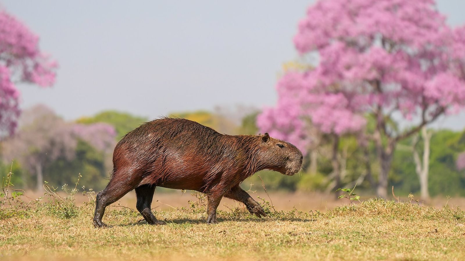 Capybara photo illustrating: Capybara Health Problems: Common Illnesses, Symptoms, and Prevention