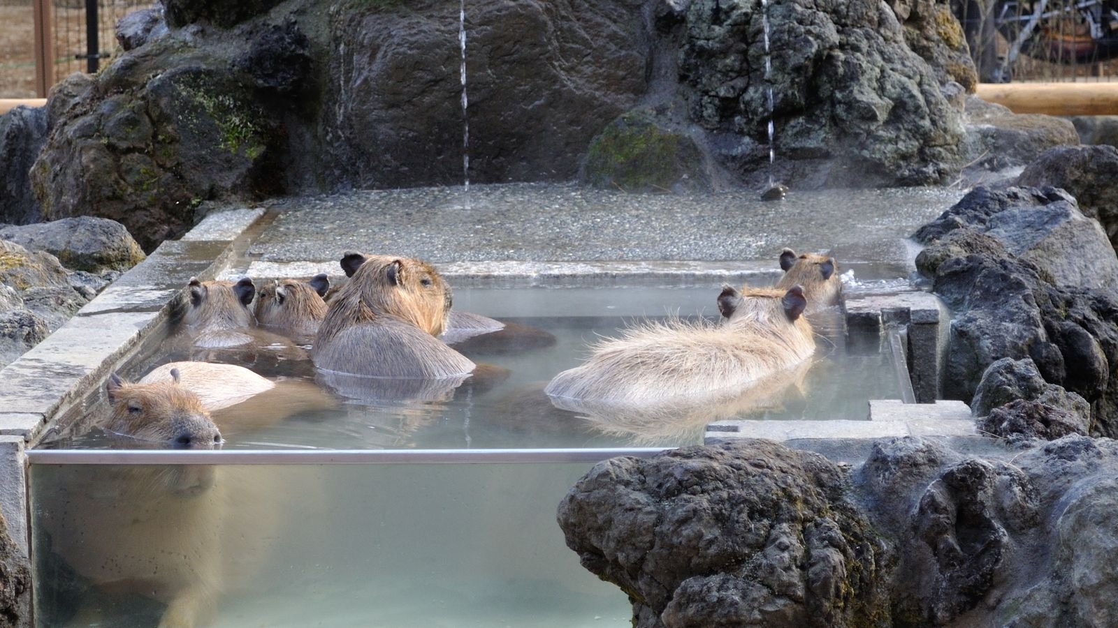A group of capybaras soaking up to their necks in a steaming rock bath with a glass front and two water spouts at Saitama Children's Zoo in Japan