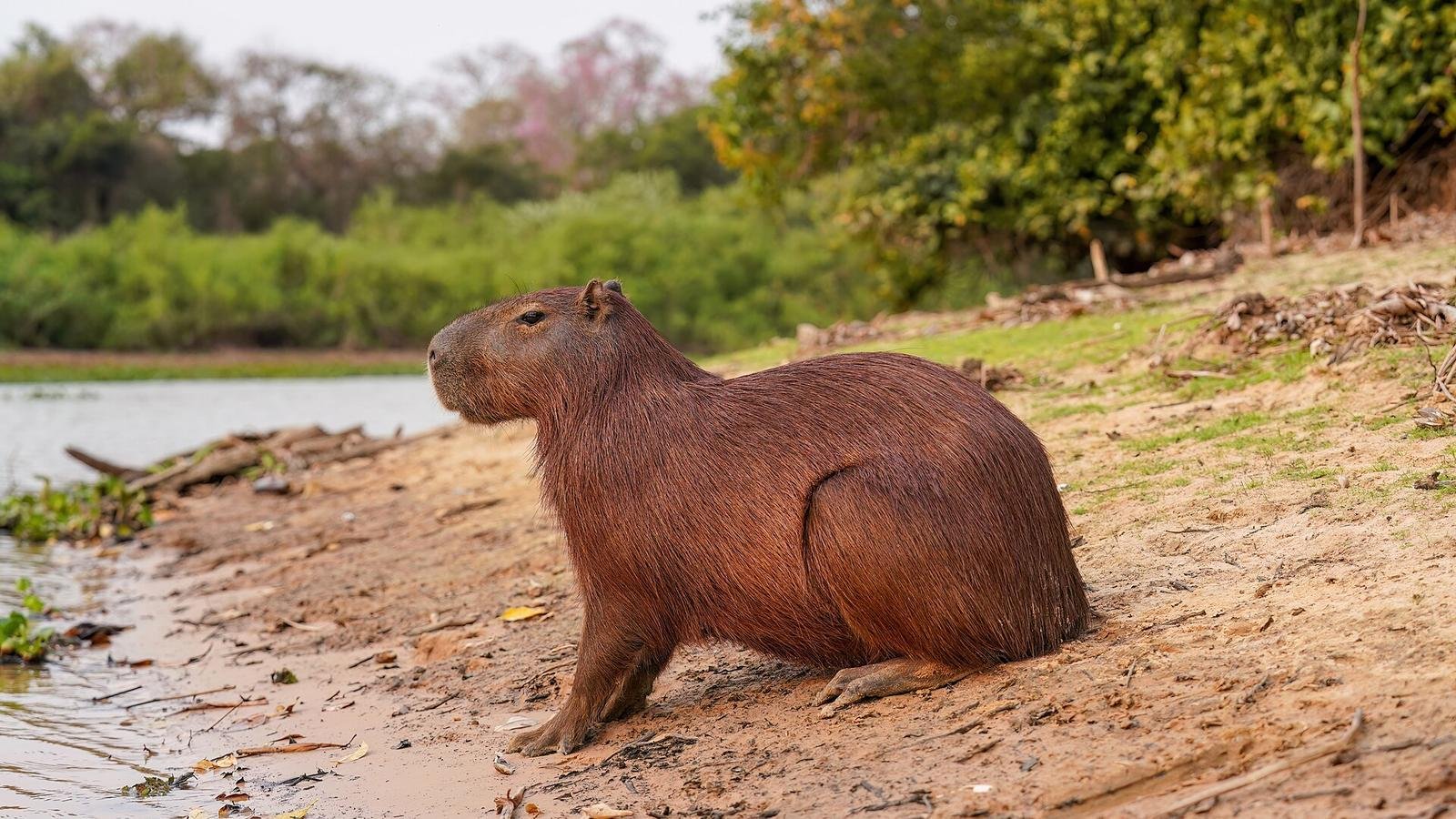 Capybara photo illustrating: Capybara Sounds and Communication: What Every Purr, Whistle, and Bark Means
