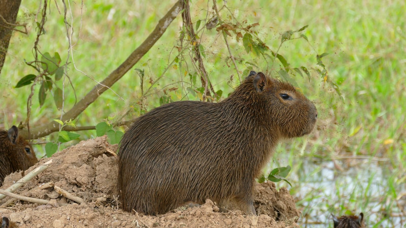 A young brown capybara sitting on a mound of earth among green grass and leafy branches in the Brazilian Pantanal