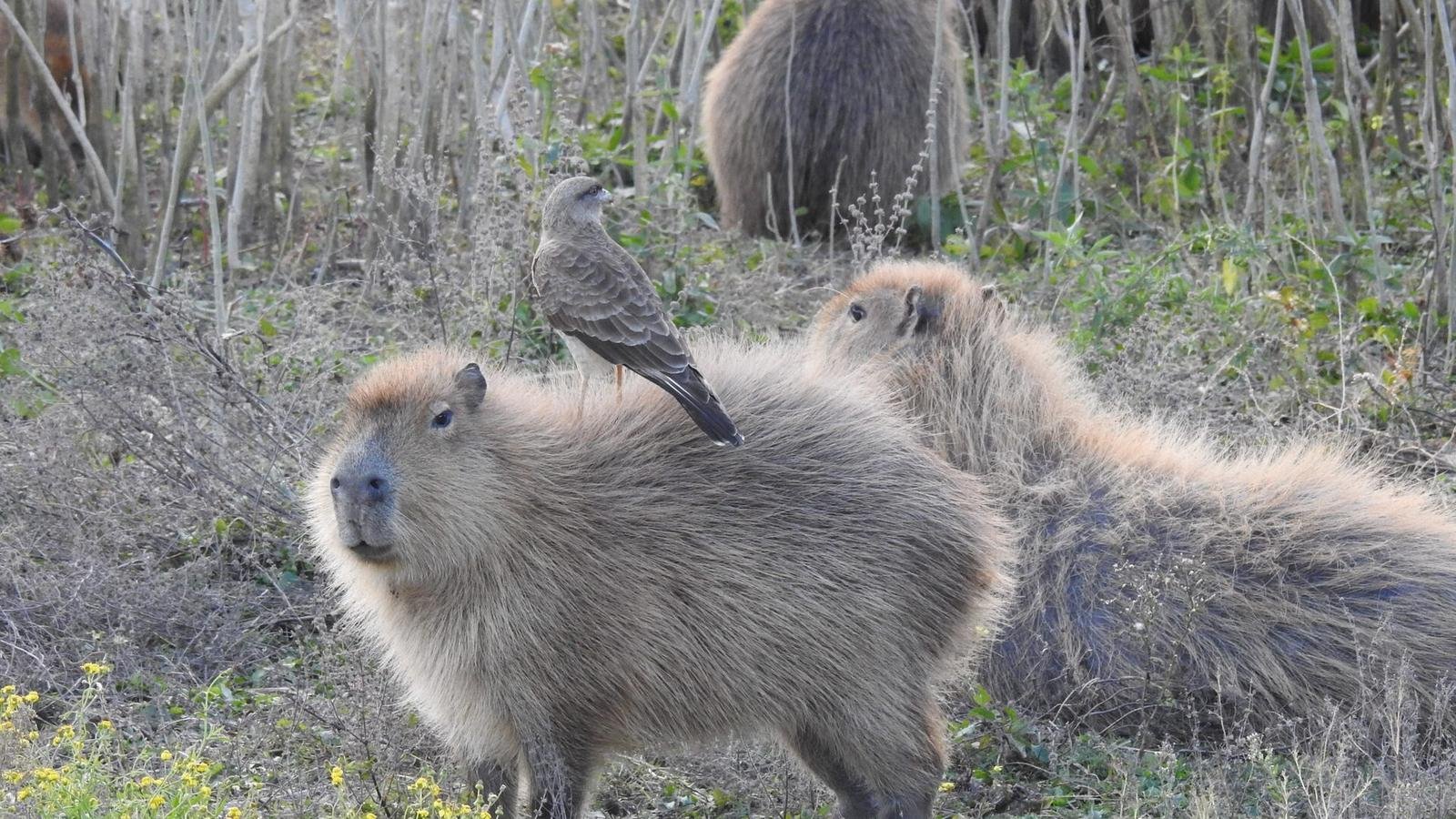 Capybara photo illustrating: Capybara vs Agouti (Key Differences)