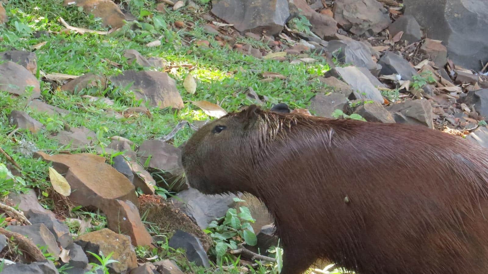 Capybara photo illustrating: Capybara vs Anaconda (Key Differences)