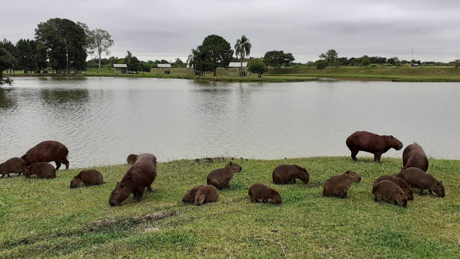 Capybara photo illustrating: Capybara vs Duck (Key Differences)