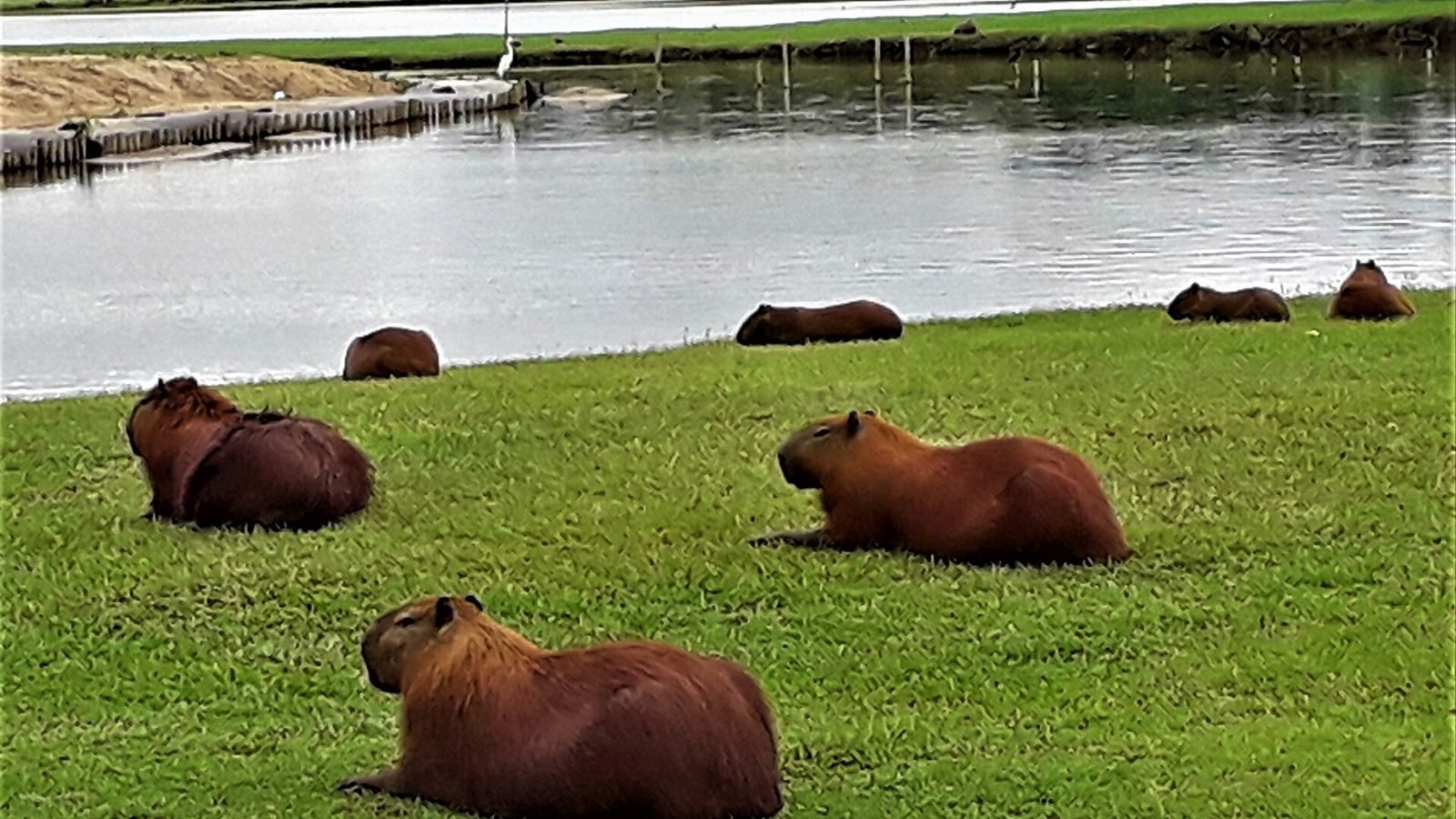 Capybara photo illustrating: Capybara vs Groundhog (Key Differences)