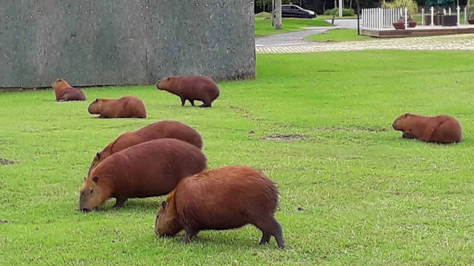 Capybara photo illustrating: Capybara vs Quokka (Key Differences)