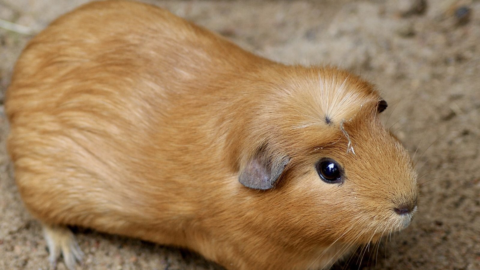 Guinea pig photo illustrating: Complete Guinea Pig Care Guide: Housing, Diet, Health, and Daily Routine