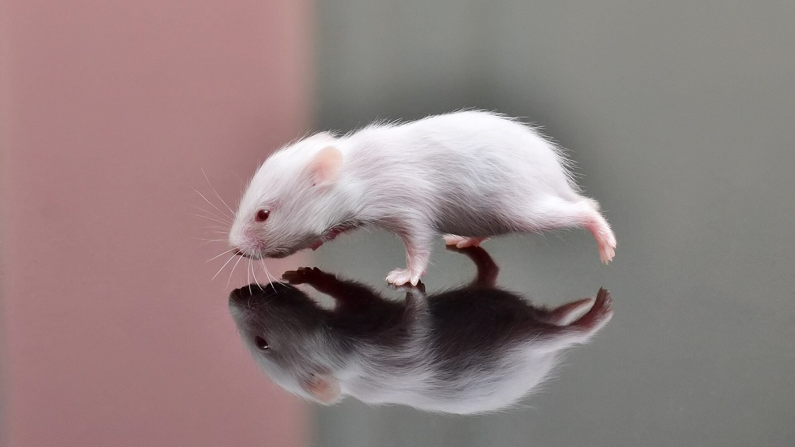 Hamster photo illustrating: Complete Hamster Care Guide: Housing, Diet, Health, and Taming