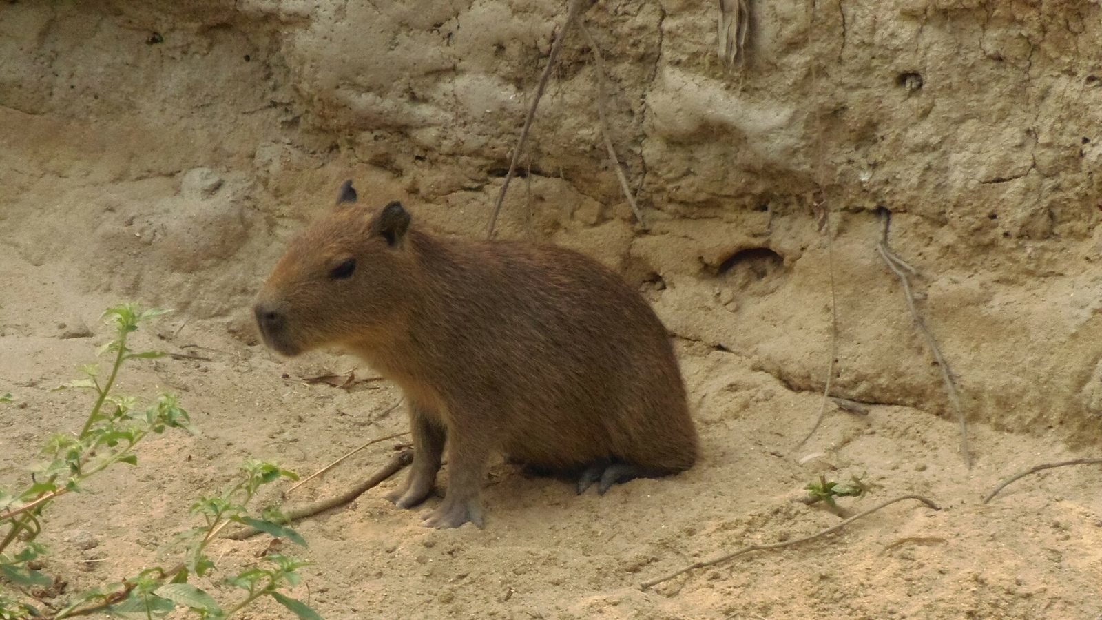 Hydrochoerus hydrochaeris photo illustrating: Do Capybaras Smell? (Complete Guide)