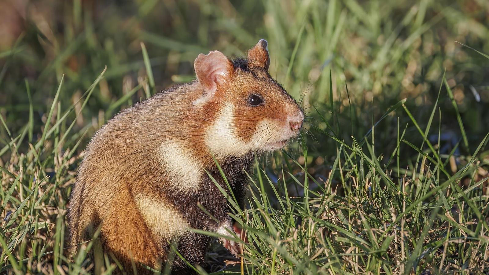 Hamster photo illustrating: Guinea Pig vs Hamster vs Rat: Which Pet Rodent Is Right for You?