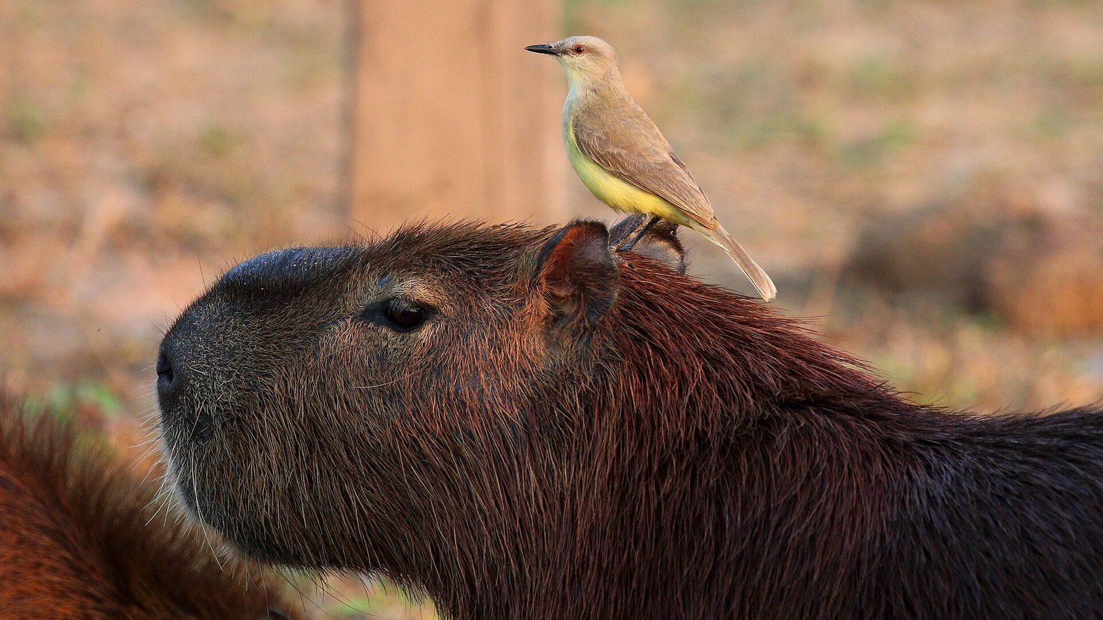 Capybara photo illustrating: How Big Do Capybaras Get? (Explained)