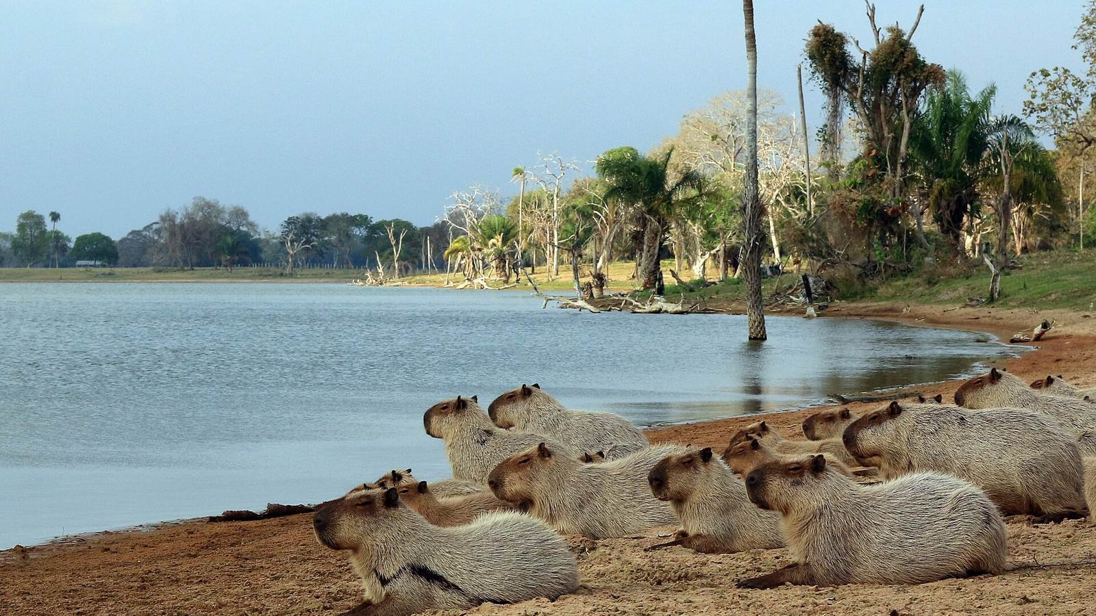 Capybaras group Hydrochoerus photo illustrating: How Capybara Herds Work: Social Hierarchy, Roles, and Family Life