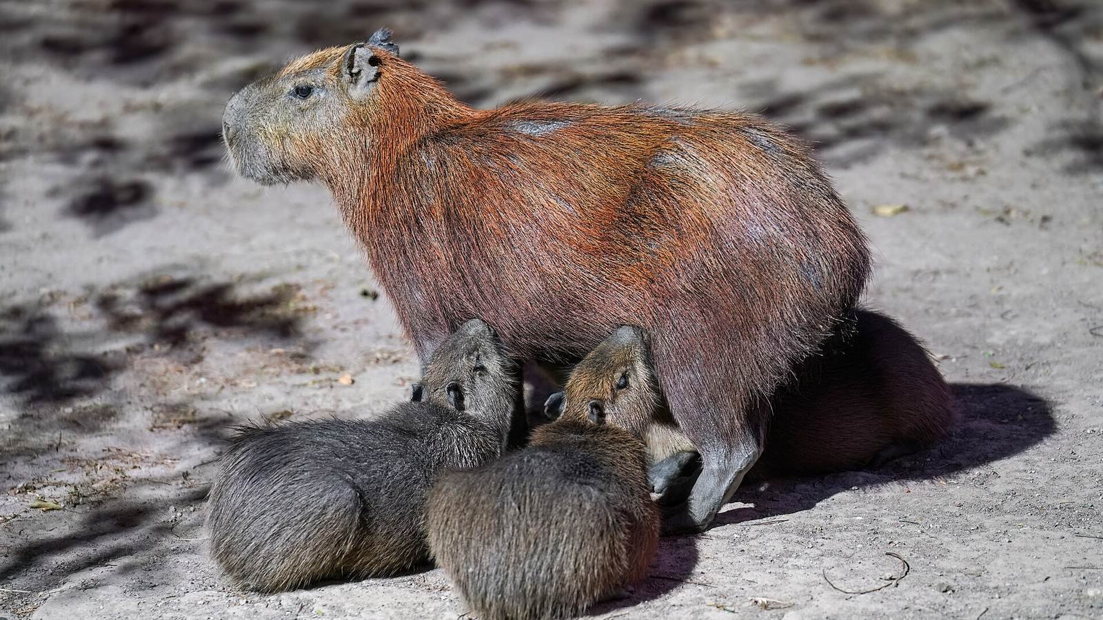 Capybara photo illustrating: How Long Do Capybaras Live? (Explained)