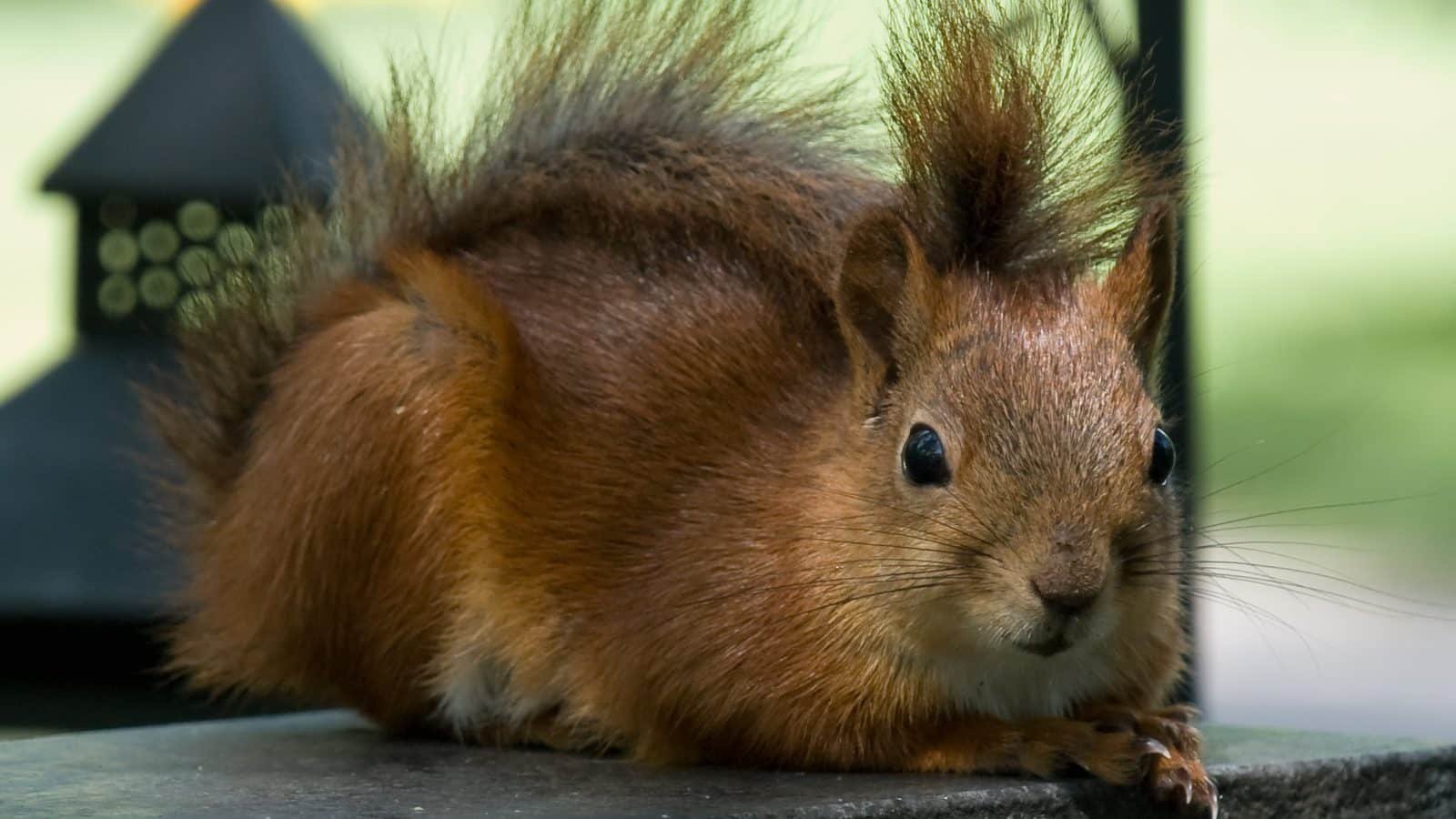Sciurus photo illustrating: Red Squirrel vs Gray Squirrel vs Fox Squirrel: How to Tell Them Apart