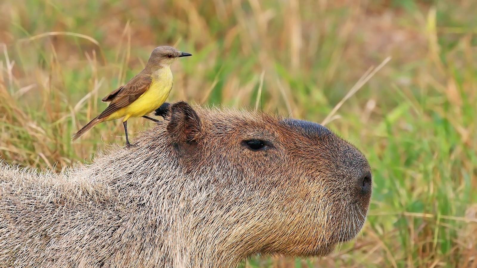 Capybara photo illustrating: Rodent Size Comparison: From the Tiny Pygmy Jerboa to the Giant Capybara