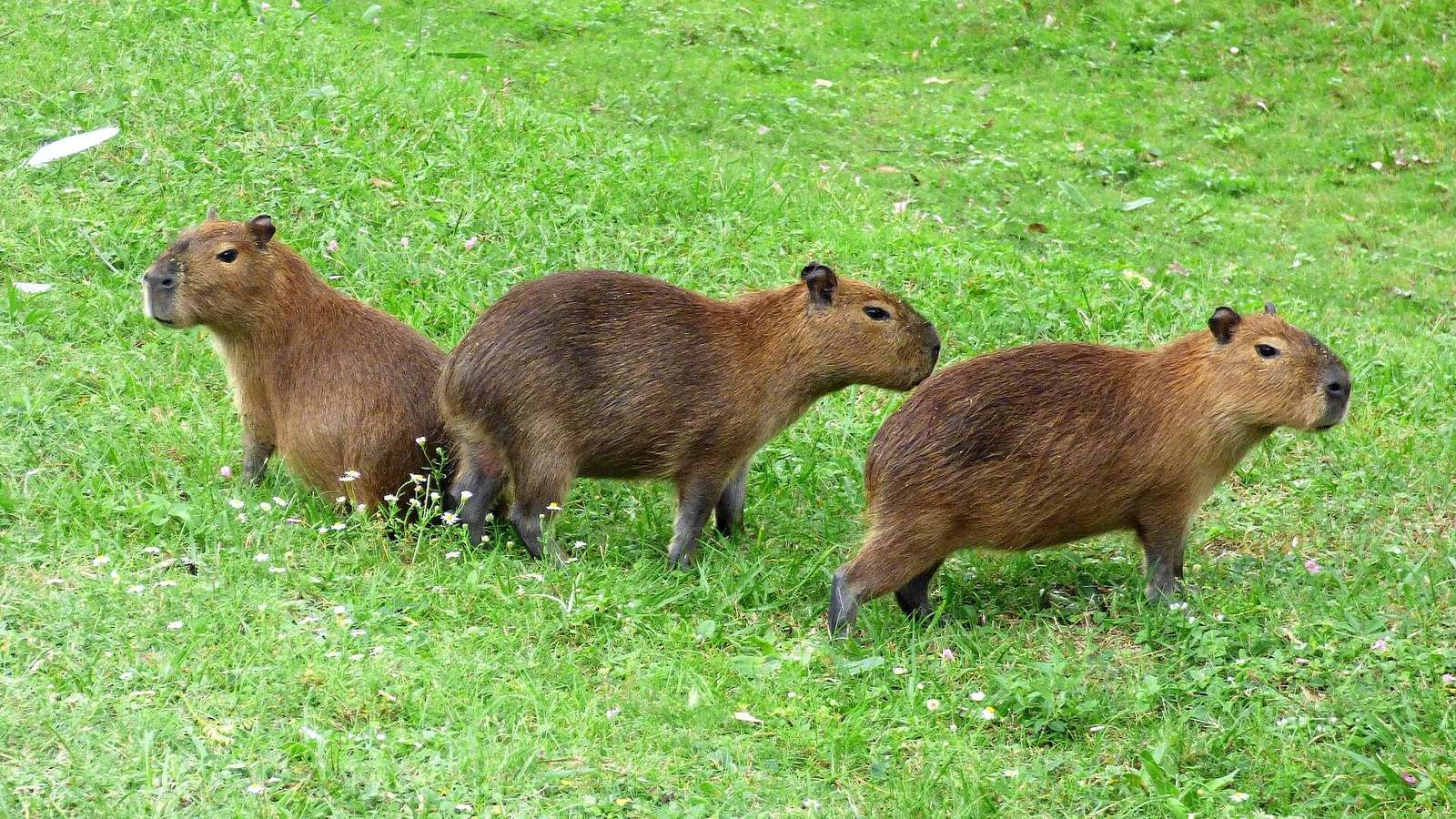 Hydrochoerus hydrochaeris photo illustrating: What Eats Capybaras? Predators and How Capybaras Survive