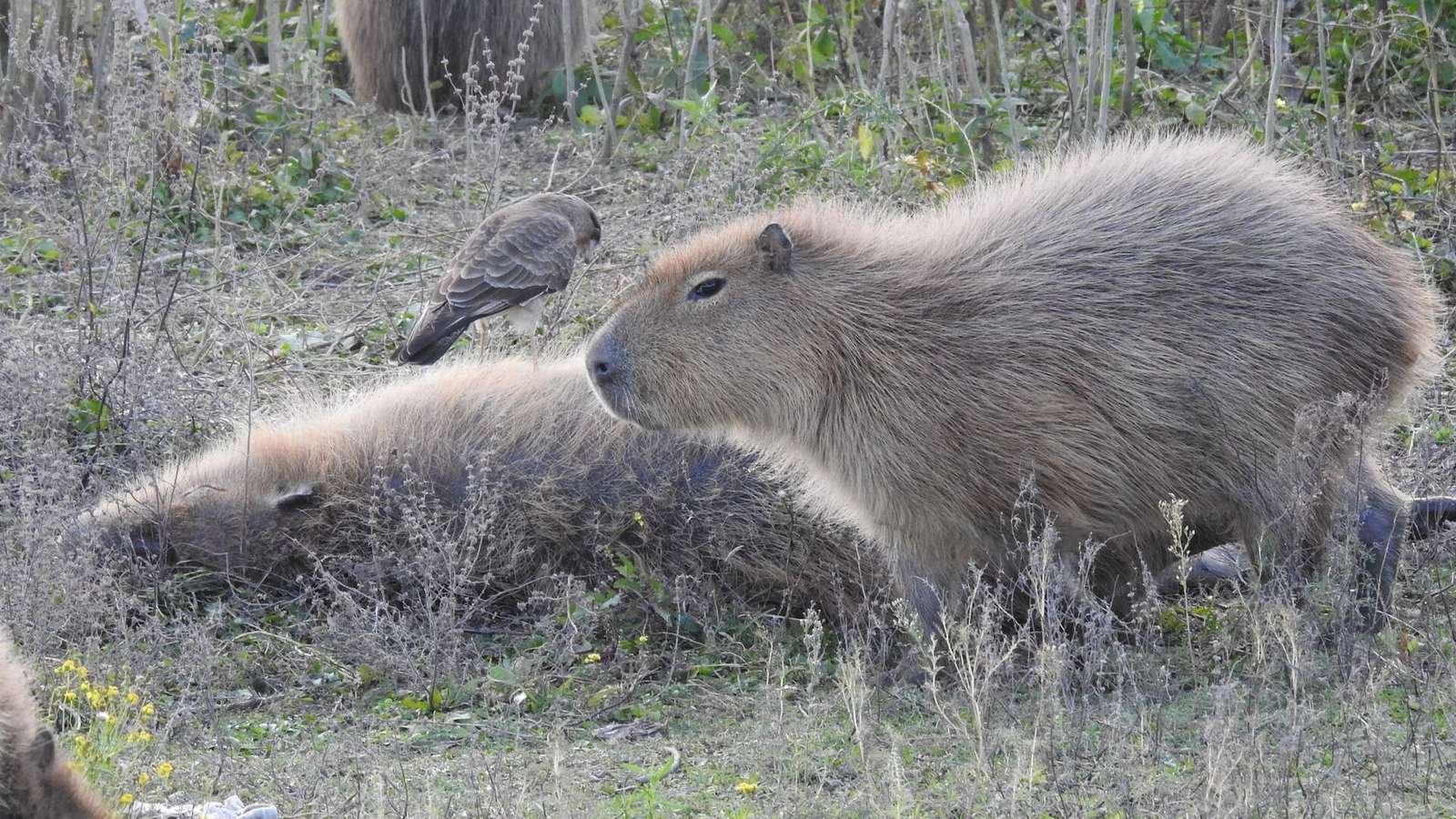 Hydrochoerus hydrochaeris photo illustrating: Where Do Capybaras Live? Habitat, Range, and Favorite Places