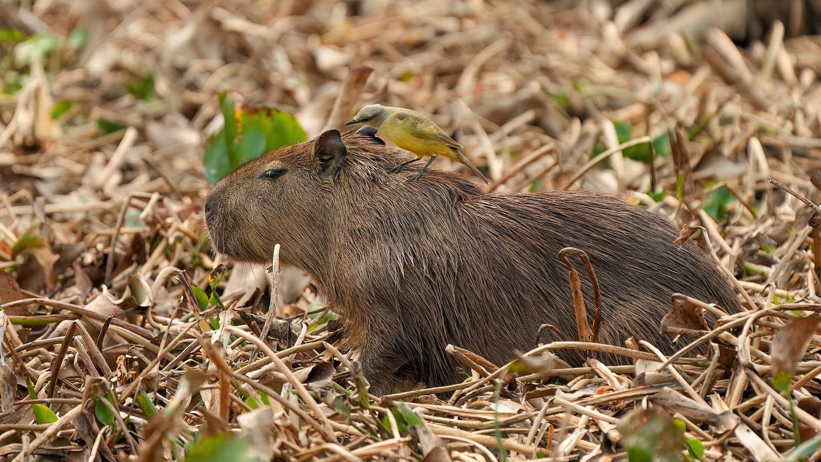Capybara photo illustrating: Why Are Capybaras So Chill? (Explained)